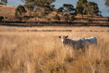 Bir otlakta otlayan Avustralya sığırları. Sığır İnekleri Kuru Çayırlarda İlerliyor, Avustralya Çiftlik Sahnesi Yazın