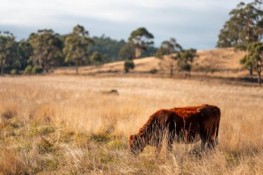 Avustralya 'da bir çiftlikte karbon nötr sığır yetiştiriciliği. Avustralya' da güzel sığırlar otlaklar ve otlaklar. Sığır sürüsü sığır eti yenilenmesi arttı. 