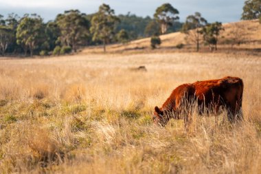 Avustralya 'da bir çiftlikte karbon nötr sığır yetiştiriciliği. Avustralya' da güzel sığırlar otlaklar ve otlaklar. Sığır sürüsü sığır eti yenilenmesi arttı. 