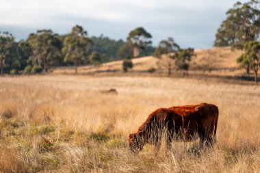 Bir otlakta otlayan Avustralya sığırları. Sığır İnekleri Kuru Çayırlarda İlerliyor, Avustralya Çiftlik Sahnesi Yazın