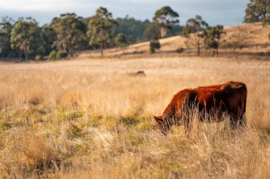 Bir otlakta otlayan Avustralya sığırları. Sığır İnekleri Kuru Çayırlarda İlerliyor, Avustralya Çiftlik Sahnesi Yazın