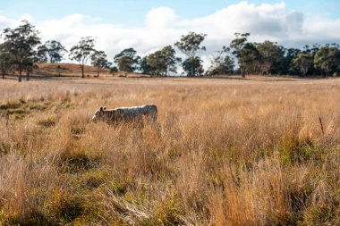 Avustralya 'da bir çiftlikte karbon nötr sığır yetiştiriciliği. Avustralya' da güzel sığırlar otlaklar ve otlaklar. Sığır sürüsü sığır eti yenilenmesi arttı. 