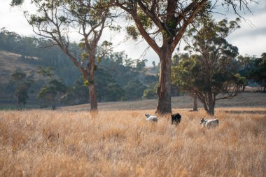 Bir otlakta otlayan Avustralya sığırları. Sığır İnekleri Kuru Çayırlarda İlerliyor, Avustralya Çiftlik Sahnesi Yazın