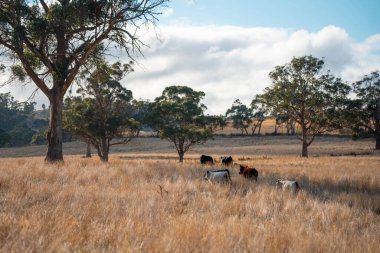 Avustralya 'da bir çiftlikte karbon nötr sığır yetiştiriciliği. Avustralya' da güzel sığırlar otlaklar ve otlaklar. Sığır sürüsü sığır eti yenilenmesi arttı. 
