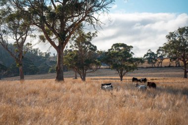 Bir otlakta otlayan Avustralya sığırları. Sığır İnekleri Kuru Çayırlarda İlerliyor, Avustralya Çiftlik Sahnesi Yazın