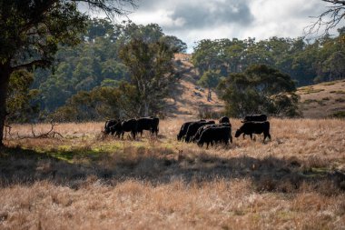 Bir otlakta otlayan Avustralya sığırları. Sığır İnekleri Kuru Çayırlarda İlerliyor, Avustralya Çiftlik Sahnesi Yazın