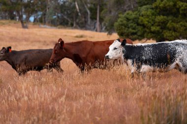 Bir otlakta otlayan Avustralya sığırları. Sığır İnekleri Kuru Çayırlarda İlerliyor, Avustralya Çiftlik Sahnesi Yazın