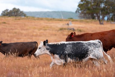 Bir otlakta otlayan Avustralya sığırları. Sığır İnekleri Kuru Çayırlarda İlerliyor, Avustralya Çiftlik Sahnesi Yazın