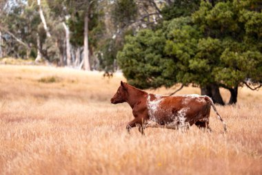 Bir otlakta otlayan Avustralya sığırları. Sığır İnekleri Kuru Çayırlarda İlerliyor, Avustralya Çiftlik Sahnesi Yazın
