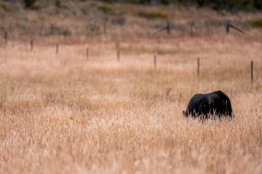 Bir otlakta otlayan Avustralya sığırları. Sığır İnekleri Kuru Çayırlarda İlerliyor, Avustralya Çiftlik Sahnesi Yazın