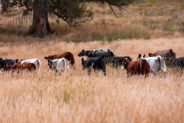 Bir otlakta otlayan Avustralya sığırları. Sığır İnekleri Kuru Çayırlarda İlerliyor, Avustralya Çiftlik Sahnesi Yazın