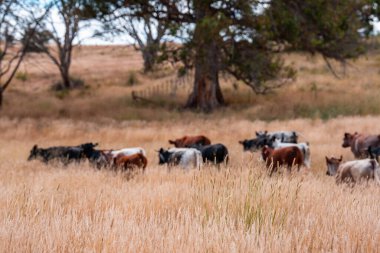 Bir otlakta otlayan Avustralya sığırları. Sığır İnekleri Kuru Çayırlarda İlerliyor, Avustralya Çiftlik Sahnesi Yazın