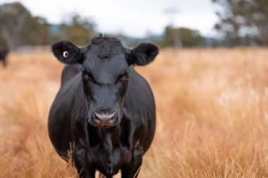 Bir otlakta otlayan Avustralya sığırları. Sığır İnekleri Kuru Çayırlarda İlerliyor, Avustralya Çiftlik Sahnesi Yazın
