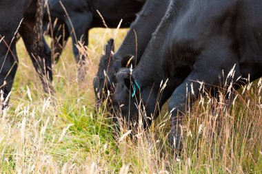 Bir otlakta otlayan Avustralya sığırları. Sığır İnekleri Kuru Çayırlarda İlerliyor, Avustralya Çiftlik Sahnesi Yazın
