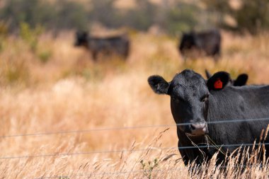 Bir otlakta otlayan Avustralya sığırları. Sığır İnekleri Kuru Çayırlarda İlerliyor, Avustralya Çiftlik Sahnesi Yazın