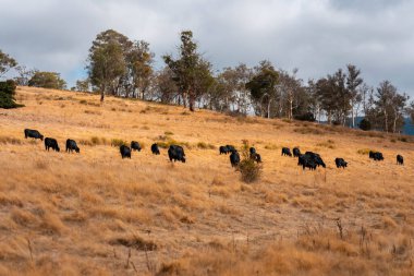 Avustralya 'da bir çiftlikte karbon nötr sığır yetiştiriciliği. Avustralya' da güzel sığırlar otlaklar ve otlaklar. Sığır sürüsü sığır eti yenilenmesi arttı. 