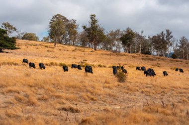 Avustralya 'da bir çiftlikte karbon nötr sığır yetiştiriciliği. Avustralya' da güzel sığırlar otlaklar ve otlaklar. Sığır sürüsü sığır eti yenilenmesi arttı. 