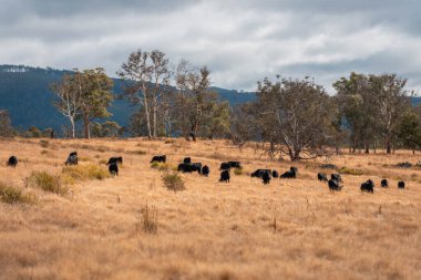 Avustralya 'da bir çiftlikte karbon nötr sığır yetiştiriciliği. Avustralya' da güzel sığırlar otlaklar ve otlaklar. Sığır sürüsü sığır eti yenilenmesi arttı. 