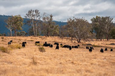 Avustralya 'da bir çiftlikte karbon nötr sığır yetiştiriciliği. Avustralya' da güzel sığırlar otlaklar ve otlaklar. Sığır sürüsü sığır eti yenilenmesi arttı. 