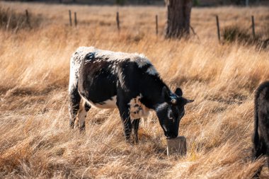 Avustralya 'da bir çiftlikte karbon nötr sığır yetiştiriciliği. Avustralya' da güzel sığırlar otlaklar ve otlaklar. Sığır sürüsü sığır eti yenilenmesi arttı. 