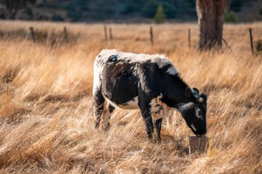 Avustralya 'da bir çiftlikte karbon nötr sığır yetiştiriciliği. Avustralya' da güzel sığırlar otlaklar ve otlaklar. Sığır sürüsü sığır eti yenilenmesi arttı. 