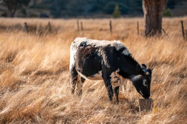 Bir otlakta otlayan Avustralya sığırları. Sığır İnekleri Kuru Çayırlarda İlerliyor, Avustralya Çiftlik Sahnesi Yazın