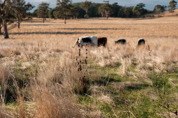 Bir otlakta otlayan Avustralya sığırları. Sığır İnekleri Kuru Çayırlarda İlerliyor, Avustralya Çiftlik Sahnesi Yazın