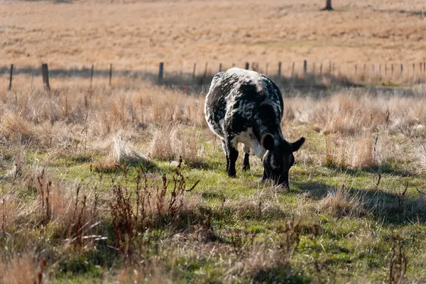 Bir otlakta otlayan Avustralya sığırları. Sığır İnekleri Kuru Çayırlarda İlerliyor, Avustralya Çiftlik Sahnesi Yazın