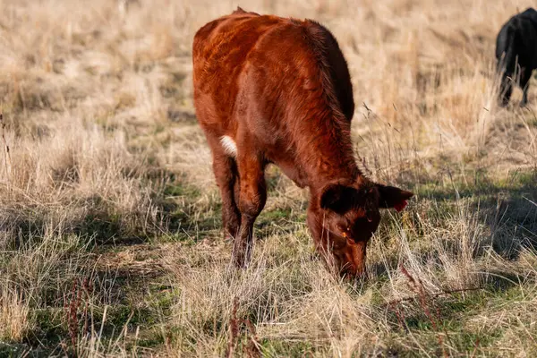 Bir otlakta otlayan Avustralya sığırları. Sığır İnekleri Kuru Çayırlarda İlerliyor, Avustralya Çiftlik Sahnesi Yazın