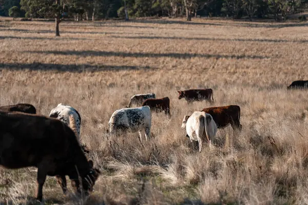 Avustralya 'da bir çiftlikte karbon nötr sığır yetiştiriciliği. Avustralya' da güzel sığırlar otlaklar ve otlaklar. Sığır sürüsü sığır eti yenilenmesi arttı. 