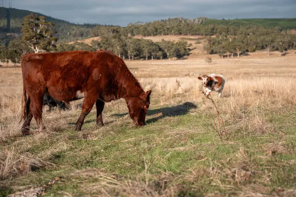 Bir otlakta otlayan Avustralya sığırları. Sığır İnekleri Kuru Çayırlarda İlerliyor, Avustralya Çiftlik Sahnesi Yazın