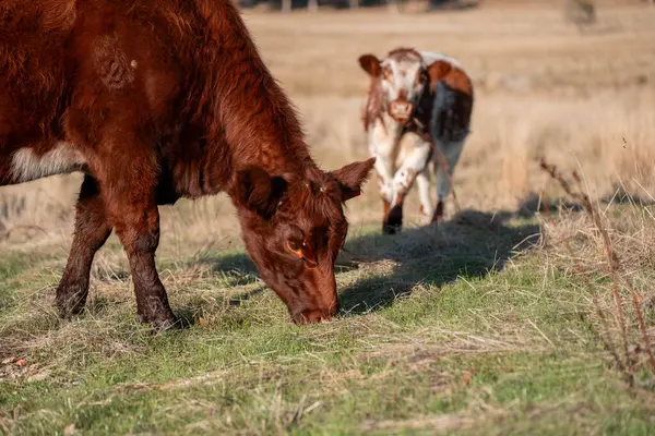 Avustralya 'da bir çiftlikte karbon nötr sığır yetiştiriciliği. Avustralya' da güzel sığırlar otlaklar ve otlaklar. Sığır sürüsü sığır eti yenilenmesi arttı. 
