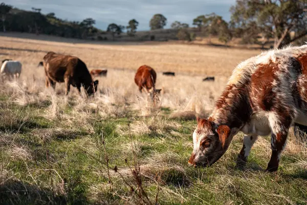 Avustralya 'da bir çiftlikte karbon nötr sığır yetiştiriciliği. Avustralya' da güzel sığırlar otlaklar ve otlaklar. Sığır sürüsü sığır eti yenilenmesi arttı. 