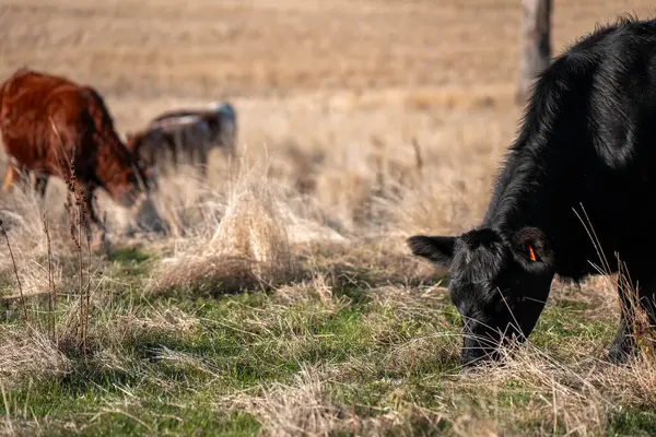 Bir otlakta otlayan Avustralya sığırları. Sığır İnekleri Kuru Çayırlarda İlerliyor, Avustralya Çiftlik Sahnesi Yazın