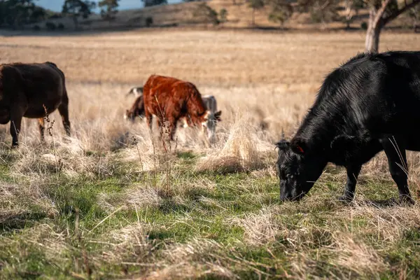 Bir otlakta otlayan Avustralya sığırları. Sığır İnekleri Kuru Çayırlarda İlerliyor, Avustralya Çiftlik Sahnesi Yazın