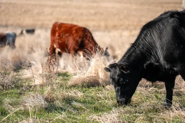 Avustralya 'da bir çiftlikte karbon nötr sığır yetiştiriciliği. Avustralya' da güzel sığırlar otlaklar ve otlaklar. Sığır sürüsü sığır eti yenilenmesi arttı. 