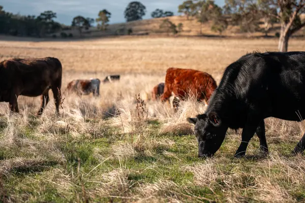 Bir otlakta otlayan Avustralya sığırları. Sığır İnekleri Kuru Çayırlarda İlerliyor, Avustralya Çiftlik Sahnesi Yazın