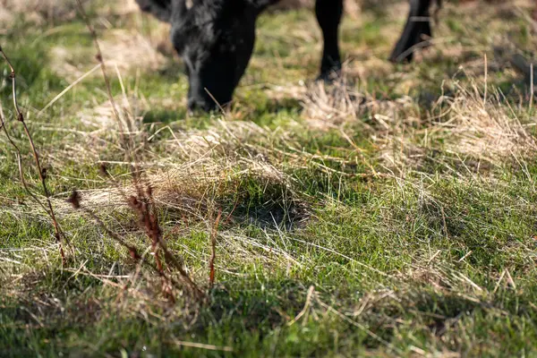 Avustralya 'da bir çiftlikte karbon nötr sığır yetiştiriciliği. Avustralya' da güzel sığırlar otlaklar ve otlaklar. Sığır sürüsü sığır eti yenilenmesi arttı. 