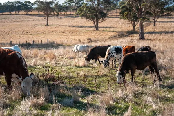 Avustralya 'da bir çiftlikte karbon nötr sığır yetiştiriciliği. Avustralya' da güzel sığırlar otlaklar ve otlaklar. Sığır sürüsü sığır eti yenilenmesi arttı. 