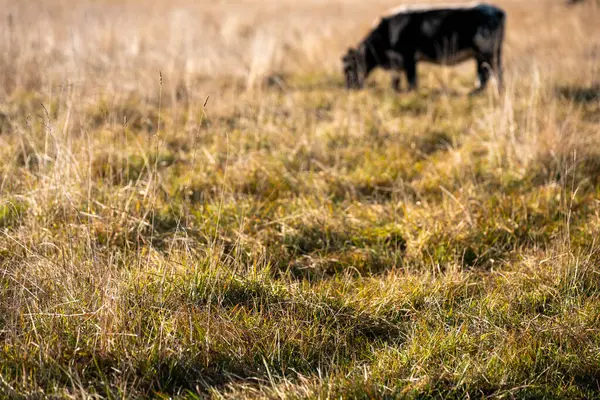 Bir otlakta otlayan Avustralya sığırları. Sığır İnekleri Kuru Çayırlarda İlerliyor, Avustralya Çiftlik Sahnesi Yazın