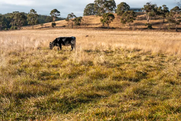 Avustralya 'da bir çiftlikte karbon nötr sığır yetiştiriciliği. Avustralya' da güzel sığırlar otlaklar ve otlaklar. Sığır sürüsü sığır eti yenilenmesi arttı. 