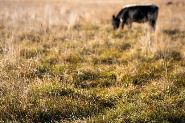 Bir otlakta otlayan Avustralya sığırları. Sığır İnekleri Kuru Çayırlarda İlerliyor, Avustralya Çiftlik Sahnesi Yazın