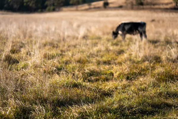 Avustralya 'da bir çiftlikte karbon nötr sığır yetiştiriciliği. Avustralya' da güzel sığırlar otlaklar ve otlaklar. Sığır sürüsü sığır eti yenilenmesi arttı. 