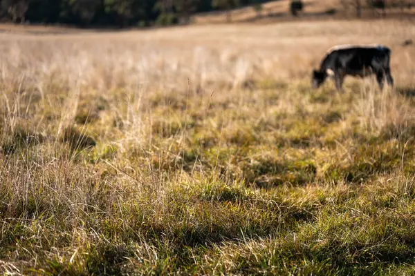 Avustralya 'da bir çiftlikte karbon nötr sığır yetiştiriciliği. Avustralya' da güzel sığırlar otlaklar ve otlaklar. Sığır sürüsü sığır eti yenilenmesi arttı. 