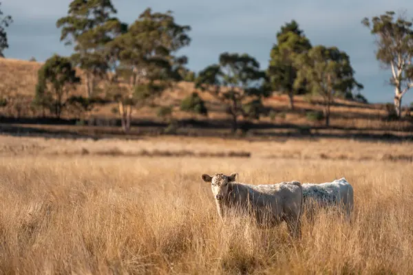 Bir otlakta otlayan Avustralya sığırları. Sığır İnekleri Kuru Çayırlarda İlerliyor, Avustralya Çiftlik Sahnesi Yazın
