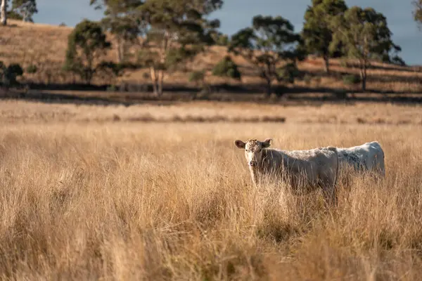 Avustralya 'da bir çiftlikte karbon nötr sığır yetiştiriciliği. Avustralya' da güzel sığırlar otlaklar ve otlaklar. Sığır sürüsü sığır eti yenilenmesi arttı. 