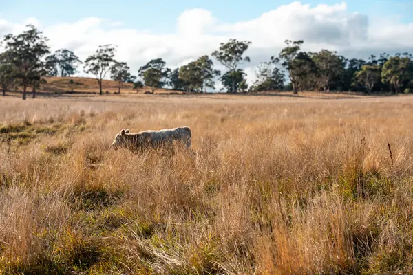 Avustralya 'da bir çiftlikte karbon nötr sığır yetiştiriciliği. Avustralya' da güzel sığırlar otlaklar ve otlaklar. Sığır sürüsü sığır eti yenilenmesi arttı. 