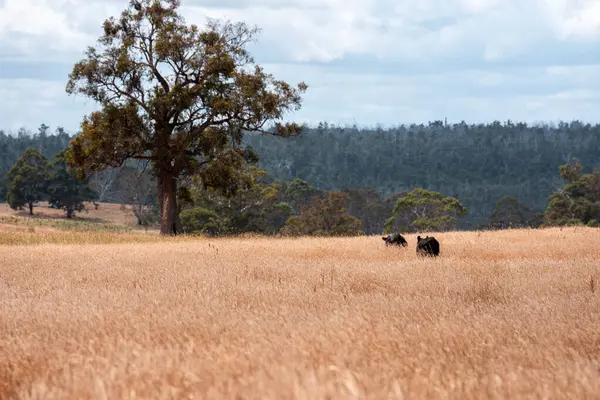 Bir otlakta otlayan Avustralya sığırları. Sığır İnekleri Kuru Çayırlarda İlerliyor, Avustralya Çiftlik Sahnesi Yazın