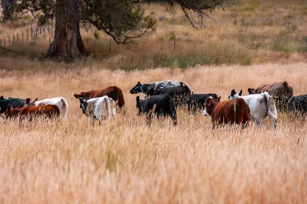 Bir otlakta otlayan Avustralya sığırları. Sığır İnekleri Kuru Çayırlarda İlerliyor, Avustralya Çiftlik Sahnesi Yazın
