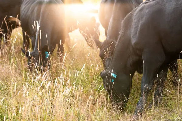 Bir otlakta otlayan Avustralya sığırları. Sığır İnekleri Kuru Çayırlarda İlerliyor, Avustralya Çiftlik Sahnesi Yazın